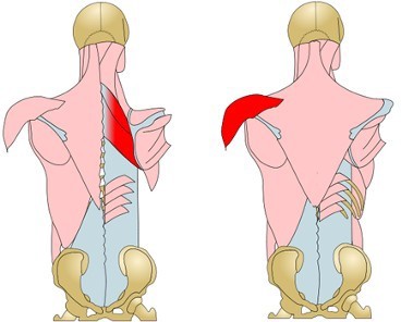 Deltoid and rhomboid muscles